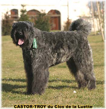 bouvier des flandres du clos de la luette - copyright déposé